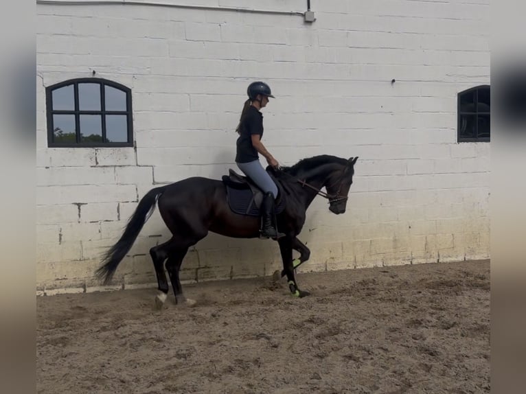 KWPN Étalon 5 Ans 156 cm Bai brun foncé in Bocholt