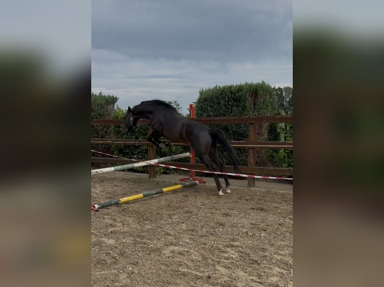 KWPN Étalon 5 Ans 158 cm Bai brun foncé in Bocholt