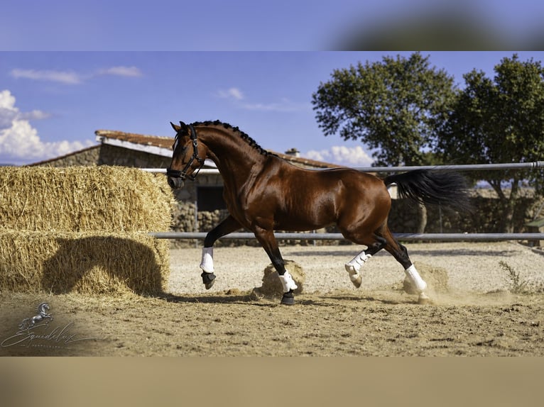 KWPN Croisé Étalon 5 Ans 166 cm Bai clair in LA CABRERA