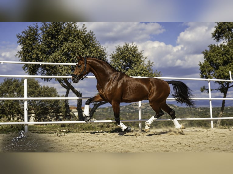 KWPN Croisé Étalon 5 Ans 166 cm Bai clair in LA CABRERA