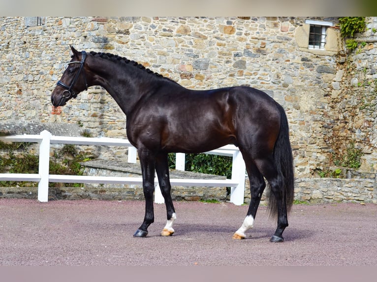 KWPN Étalon 5 Ans 167 cm Bai brun foncé in Marigny le Lozon