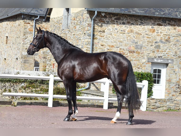 KWPN Étalon 5 Ans 167 cm Bai brun foncé in Marigny le Lozon