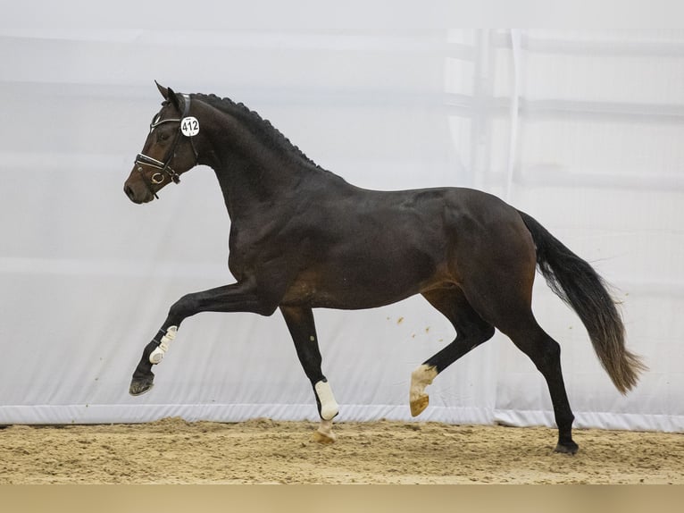 KWPN Étalon 5 Ans 167 cm Bai brun foncé in Marigny le Lozon