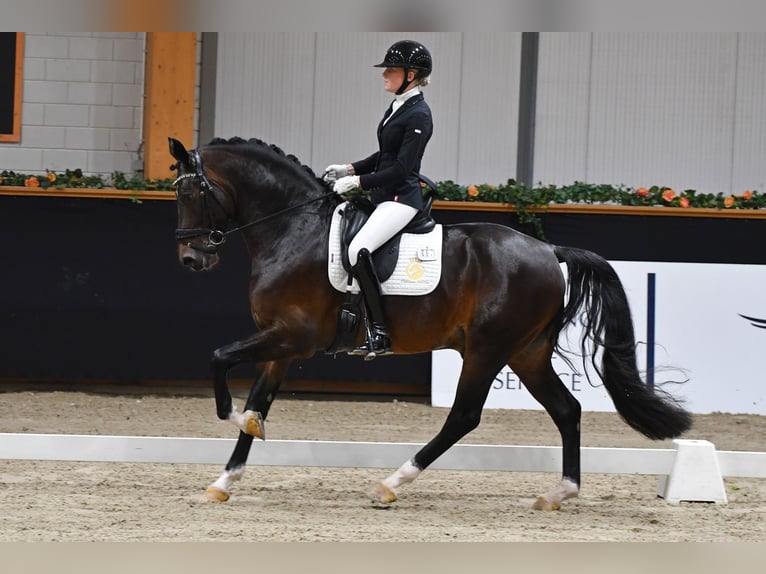 KWPN Étalon 5 Ans 169 cm Alezan in Aalsmeer