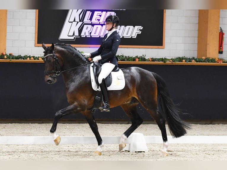 KWPN Étalon 5 Ans 169 cm Alezan in Aalsmeer