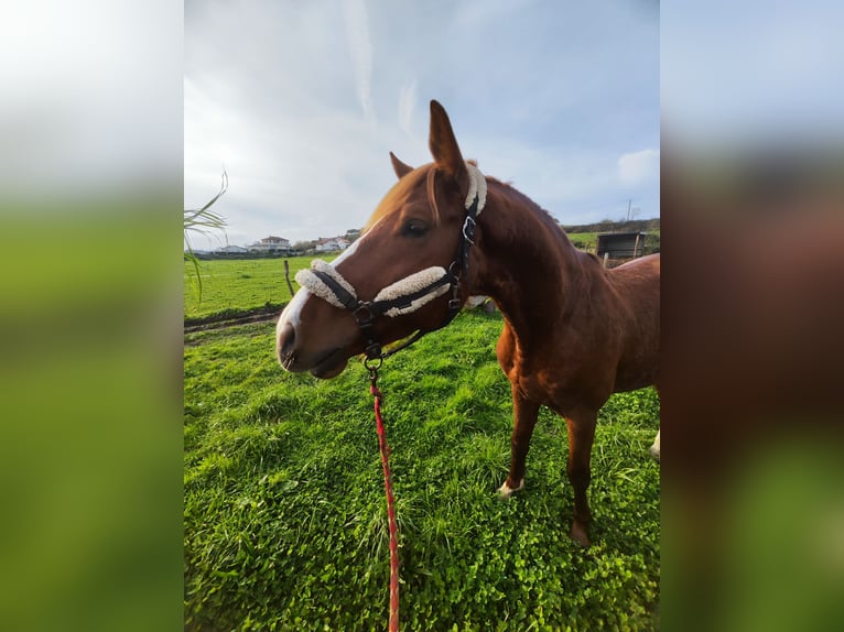 KWPN Étalon 5 Ans 170 cm Alezan in Bocholt