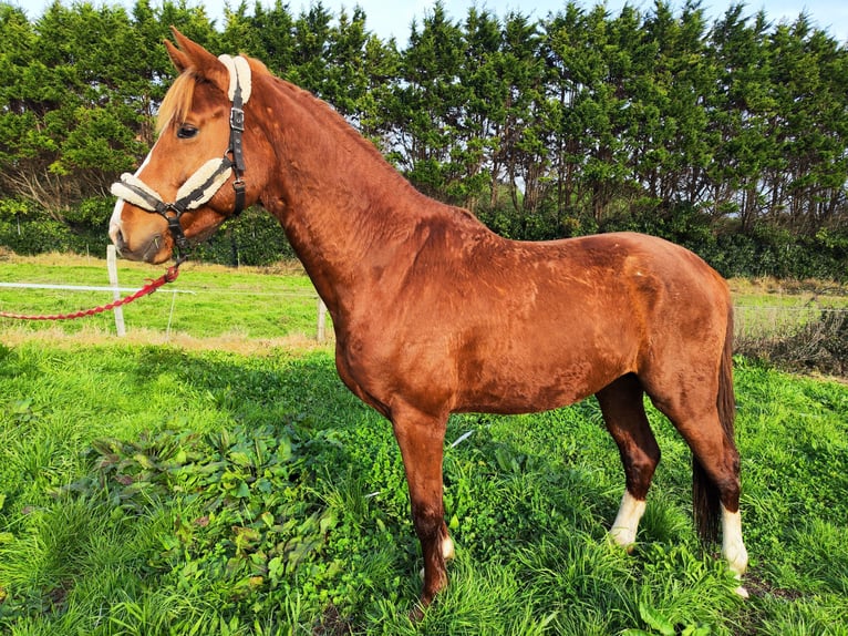 KWPN Étalon 5 Ans 170 cm Alezan in Bocholt