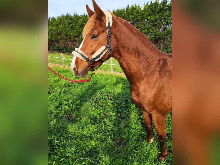 KWPN Étalon 5 Ans 170 cm Alezan in Bocholt