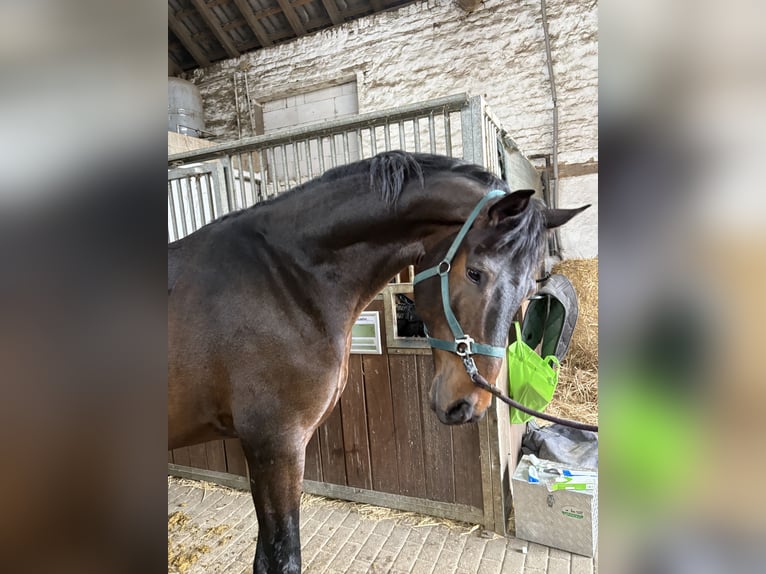 KWPN Étalon 5 Ans 172 cm Bai brun foncé in Ratingen