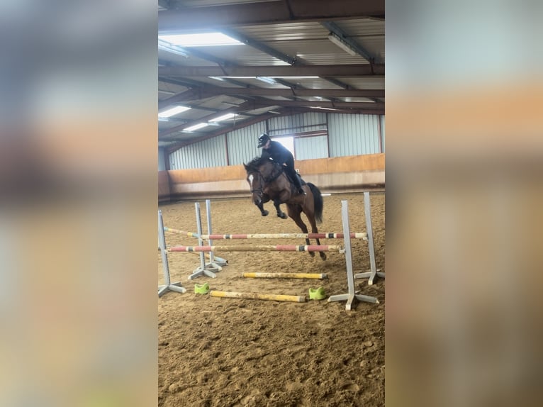 KWPN Étalon 5 Ans 173 cm Bai in Trieux