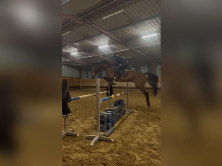 KWPN Étalon 5 Ans 173 cm Bai in Trieux