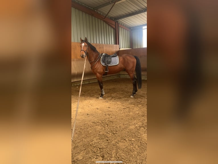 KWPN Étalon 5 Ans 173 cm Bai in Trieux