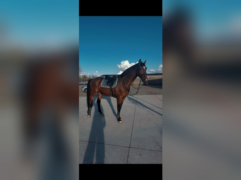 KWPN Étalon 5 Ans 173 cm Bai in Trieux