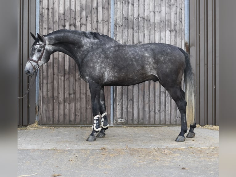 KWPN Étalon 5 Ans 175 cm Gris pommelé in Geilenkirchen