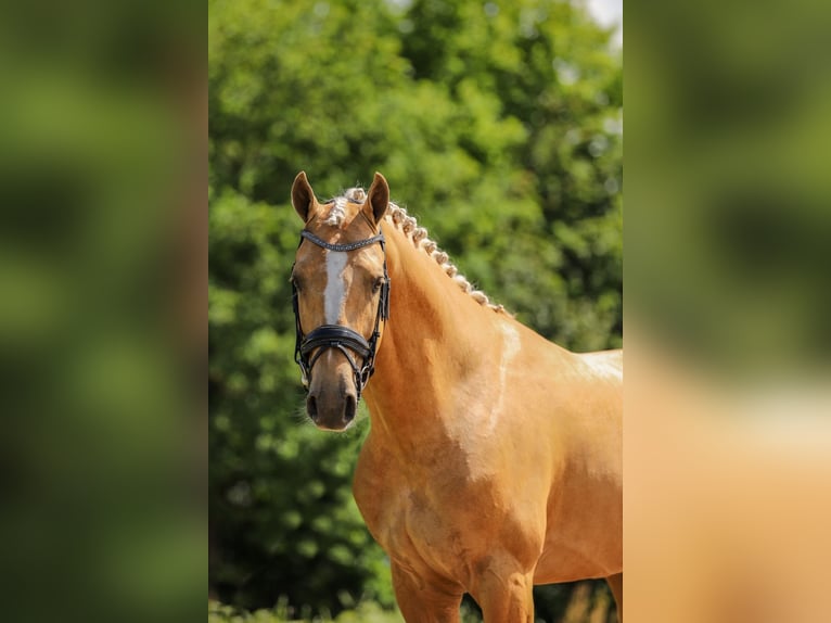 KWPN Étalon 5 Ans 175 cm Palomino in Ansen