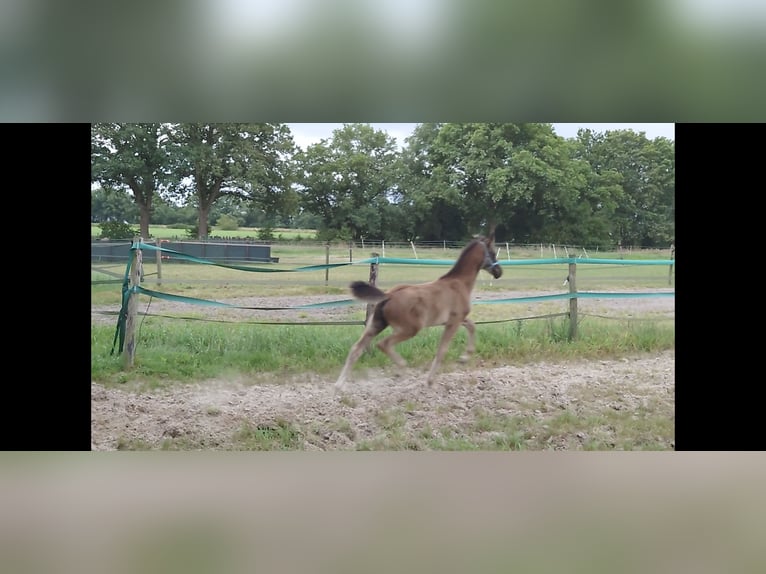 KWPN Étalon 5 Ans 175 cm Palomino in Ansen