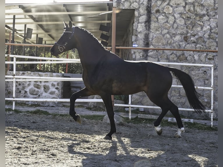 KWPN Étalon 5 Ans 177 cm Bai brun in La Cabrera