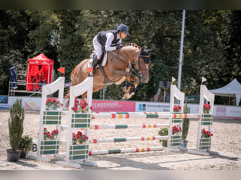 KWPN Étalon 6 Ans 167 cm Alezan brûlé in Neuried