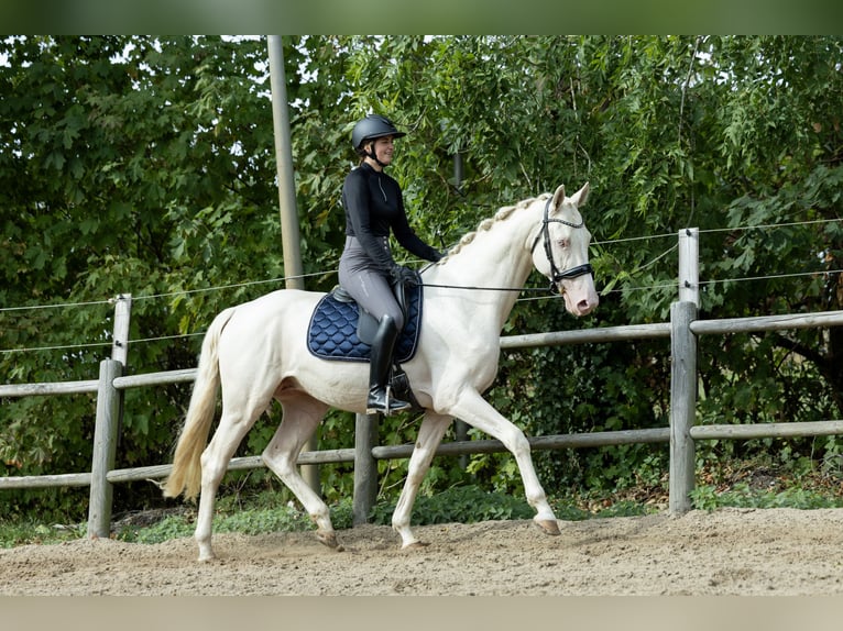KWPN Étalon 6 Ans 167 cm Cremello in Ulicoten