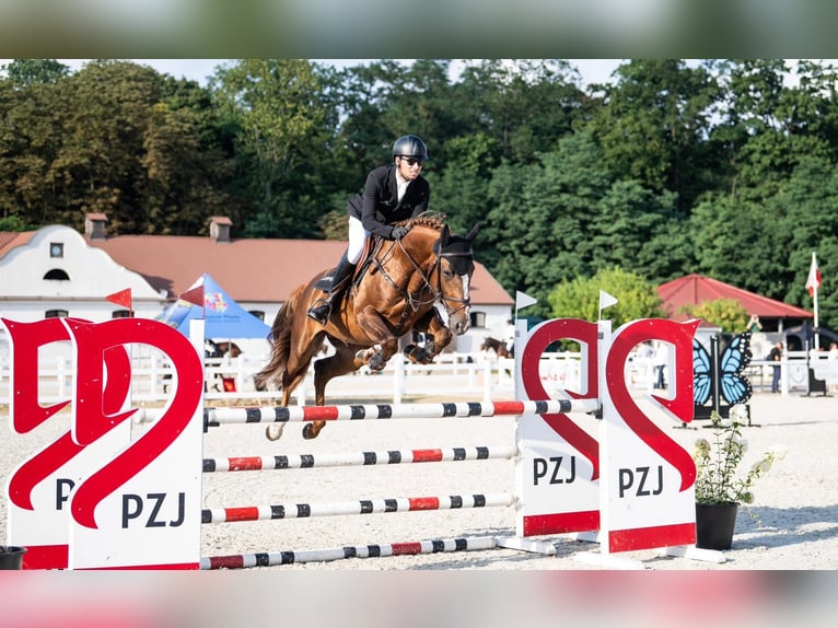 KWPN Étalon 6 Ans 168 cm Alezan in Sarbiewo 35