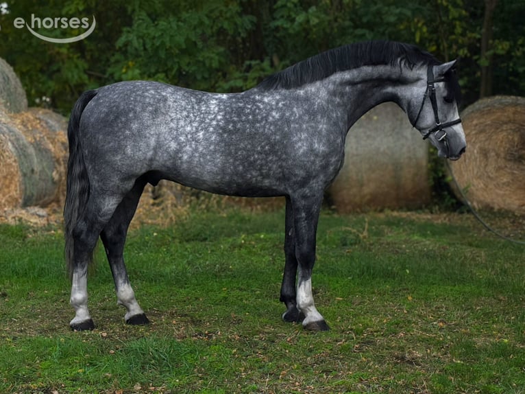 KWPN Étalon 6 Ans 169 cm Gris pommelé in Békés