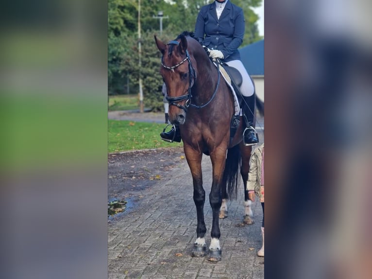 KWPN Étalon 6 Ans 172 cm Bai brun in Grolloo