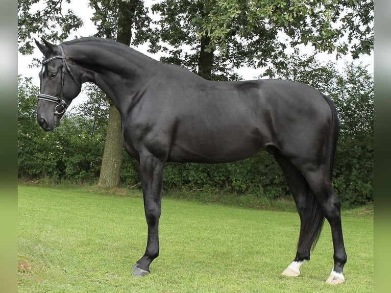 KWPN Étalon 6 Ans Noir in Luisago