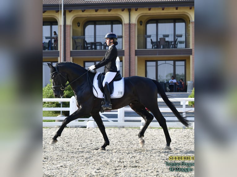 KWPN Étalon 6 Ans Noir in Luisago