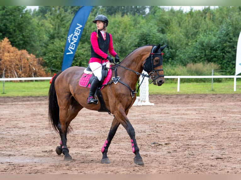 KWPN Étalon 7 Ans 173 cm Bai in Liepaja