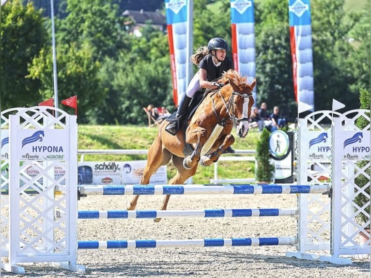 KWPN Étalon 8 Ans 164 cm Alezan in Dielsdorf