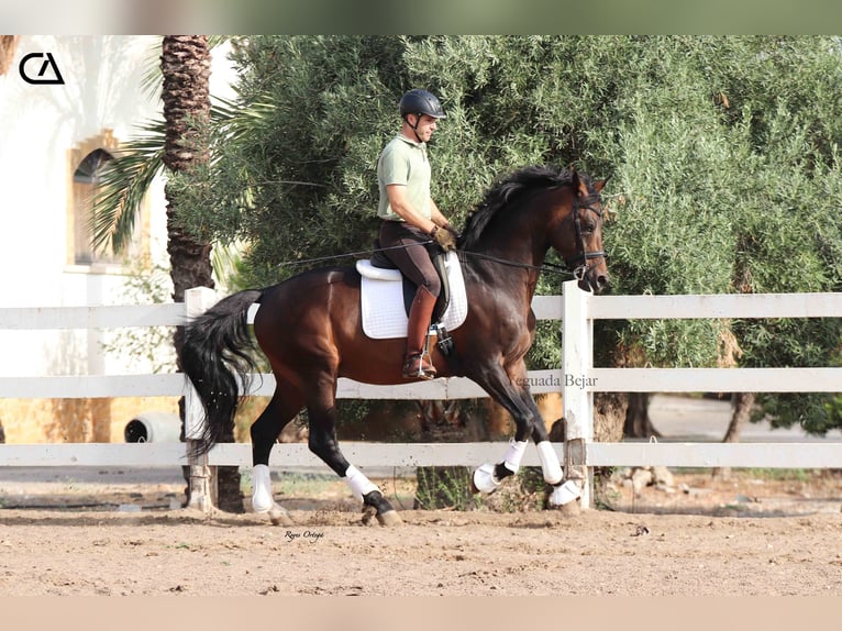 KWPN Étalon 8 Ans 172 cm Bai brun in Puerto Lumbreras