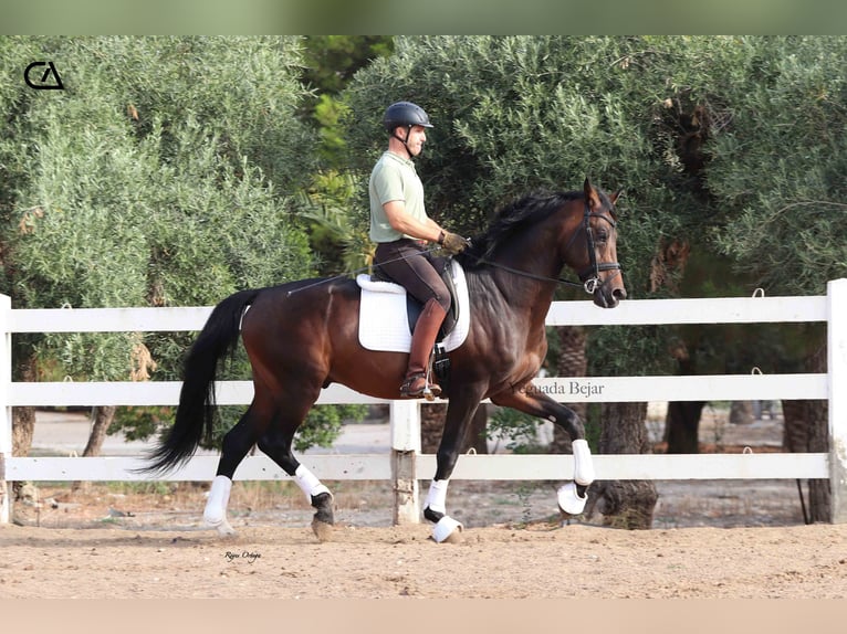 KWPN Étalon 8 Ans 172 cm Bai brun in Puerto Lumbreras