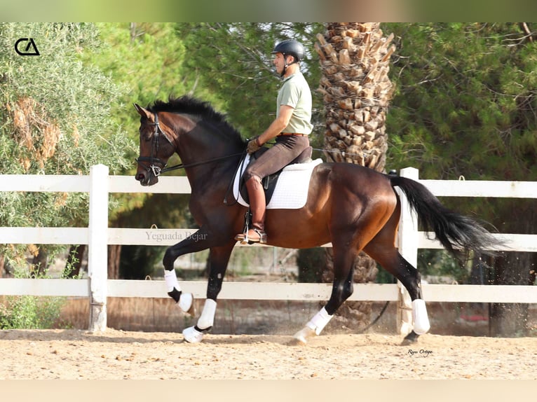 KWPN Étalon 8 Ans 172 cm Bai brun in Puerto Lumbreras