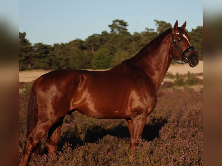 KWPN Étalon 8 Ans 173 cm Alezan brûlé in Schoonrewoerd
