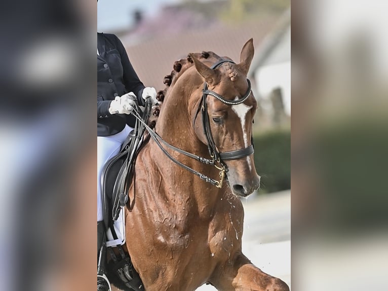 KWPN Étalon 8 Ans 173 cm Alezan brûlé in Schoonrewoerd