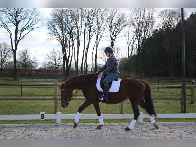 KWPN Étalon 9 Ans 163 cm Alezan brûlé in Peer