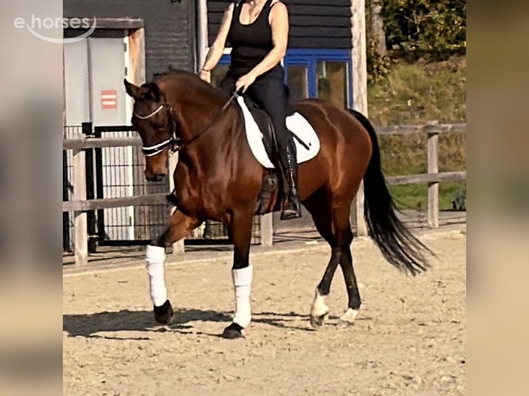 KWPN Étalon 9 Ans 164 cm  in Nettetal