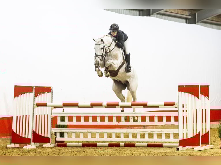 KWPN Étalon 9 Ans 167 cm Gris in Waddinxveen