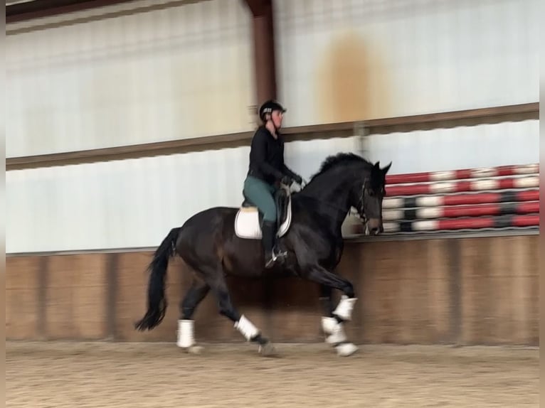 KWPN Étalon 9 Ans 171 cm Bai brun in Oud Gastel