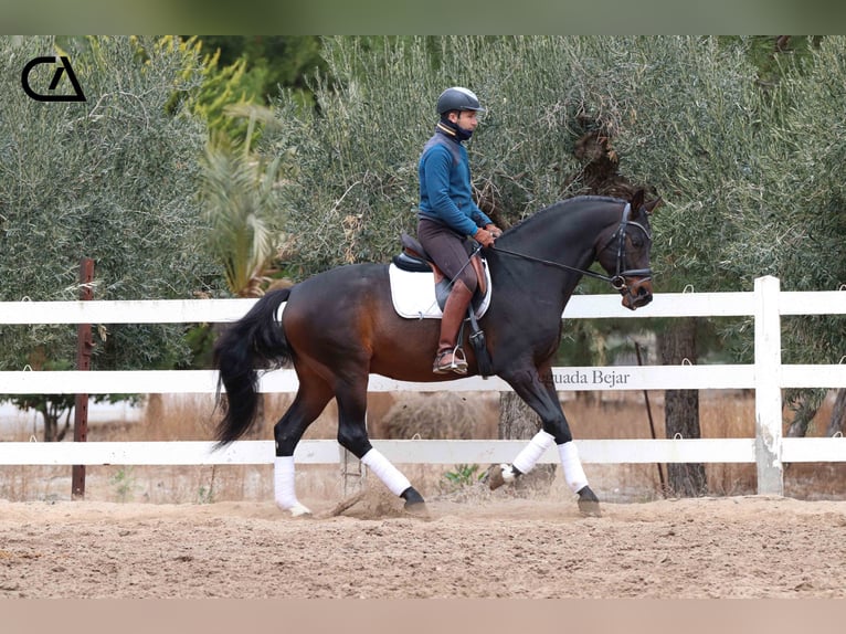 KWPN Étalon 9 Ans 172 cm Bai brun in Puerto Lumbreras