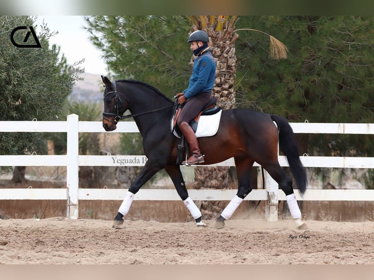 KWPN Étalon 9 Ans 172 cm Bai brun in Puerto Lumbreras