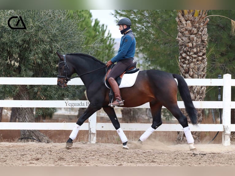 KWPN Étalon 9 Ans 172 cm Bai brun in Puerto Lumbreras