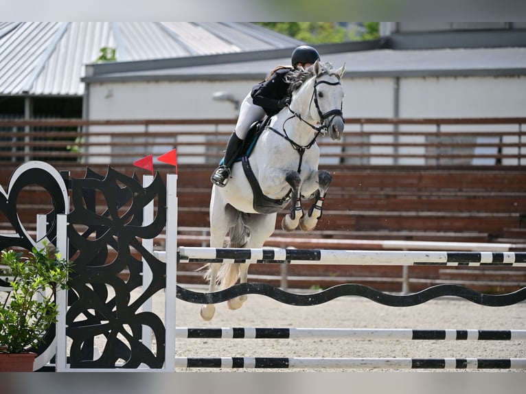 KWPN Étalon 9 Ans 172 cm Gris in Budapest, Hungary