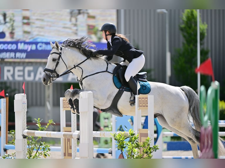 KWPN Étalon 9 Ans 172 cm Gris in Budapest, Hungary