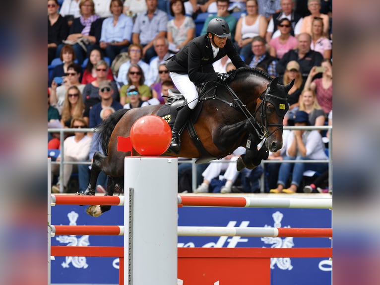 KWPN Étalon in Klein Offenseth-Sparrieshoop