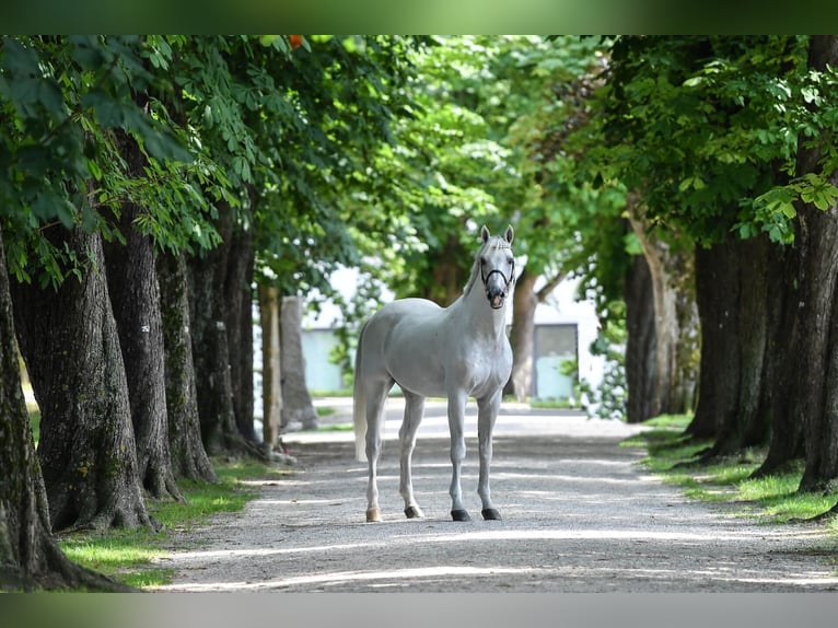 KWPN Étalon Gris in Pfarrkirchen