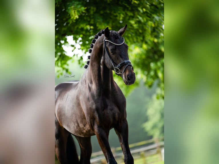 KWPN Étalon Noir in colmenar viejo