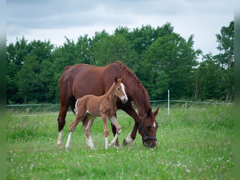 KWPN Étalon  165 cm Alezan in Overasselt