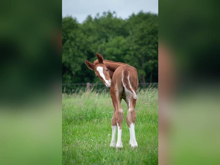 KWPN Étalon  165 cm Alezan in Overasselt