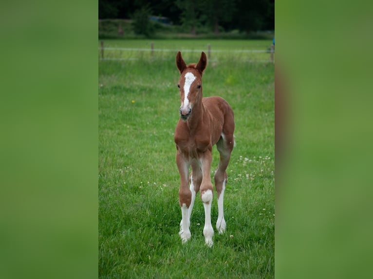 KWPN Étalon  165 cm Alezan in Overasselt